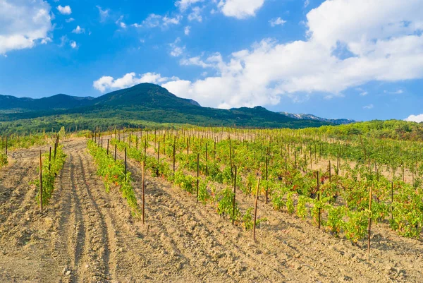 Viñedo Joven Las Montañas Crimea Cerca Del Complejo Gurzuf — Foto de Stock