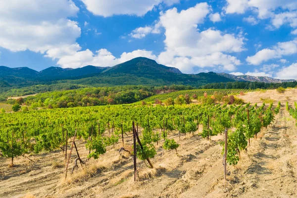 Montañas Crimea Viñedo Verano — Foto de Stock