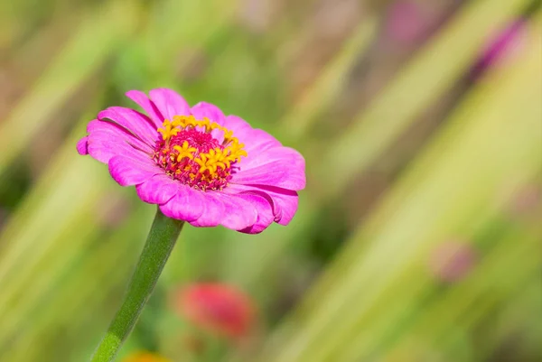 Beautiful Zinnia flower in a summer garden.