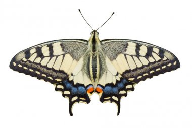 Eski Dünya Kırlangıç Kuyruğu (Papilio machaon) beyaz arka plan üzerinde izole kelebek. 