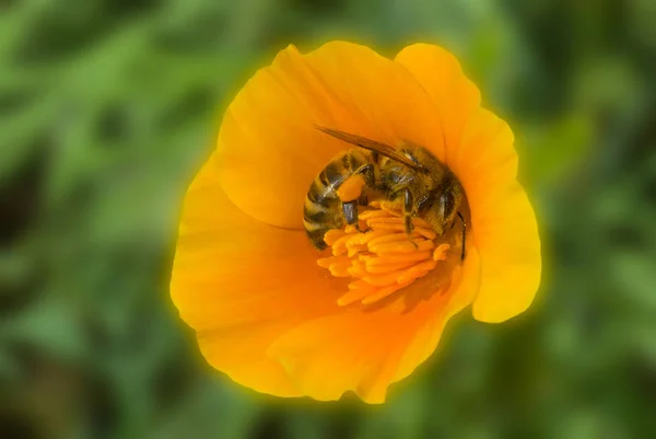 Harmonie Zwischen Biene Und Blüte — Stockfoto