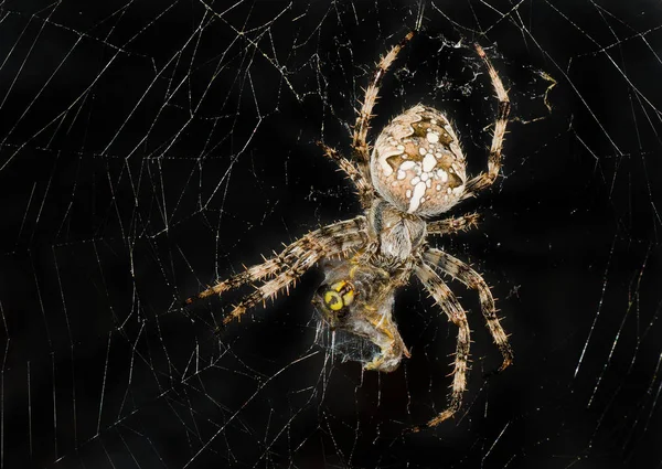 Imagem Noturna Aranha Envolvendo Sua Vítima Vespa Web Para Comer — Fotografia de Stock