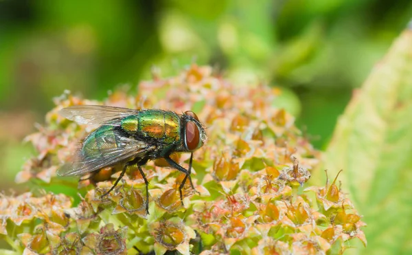 Mooie Soorten Groene Vliegen Insect Een Bruine Plant Een Tuin — Stockfoto