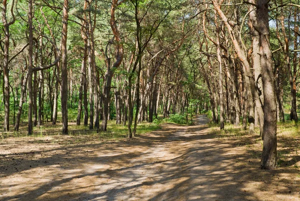 Shady path in coniferous forest at bright summer day.