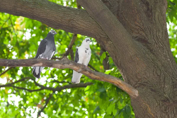 Pigeon family under a tree shadow having rest.