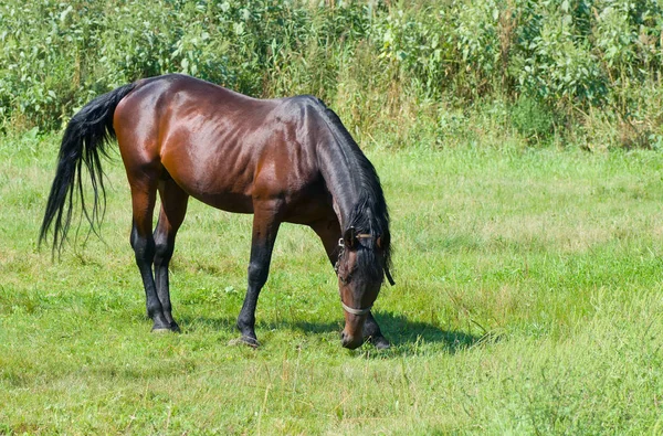 Άλογο Της Μπέι Επιβήτορας Στο Καλοκαιρινό Βοσκότοπο — Φωτογραφία Αρχείου