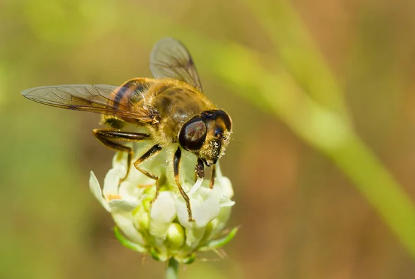 Soort Vliegen Vergelijkbaar Met Bee Het Krijgen Van Nectar Uit — Stockfoto