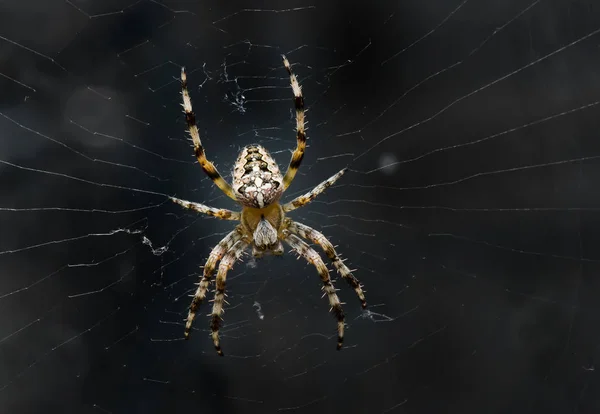 暗闇の中で彼のネット上の非常に恐ろしいクモの夜の画像 — ストック写真