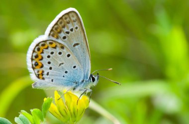 Yabani sarı çiçekler üzerinde Ortak Mavi (Polyommatus icarus) kelebek 