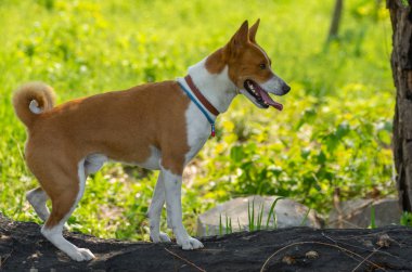 Basenji köpek bahar sezonunda yanmış bir ağaç kütüğü üzerinde yürüyüş