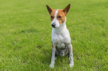 Kirli olgun basenji köpek taze bir çim üzerinde oturan