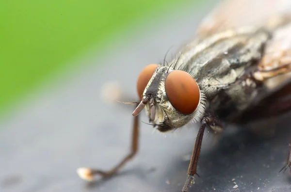 Supermakro Přeletovou Hlavou — Stock fotografie