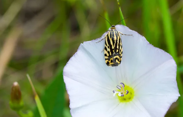 Pequeña Mariposa Negro Amarilla Espalda Casa Después Fiesta Néctar Una — Foto de Stock