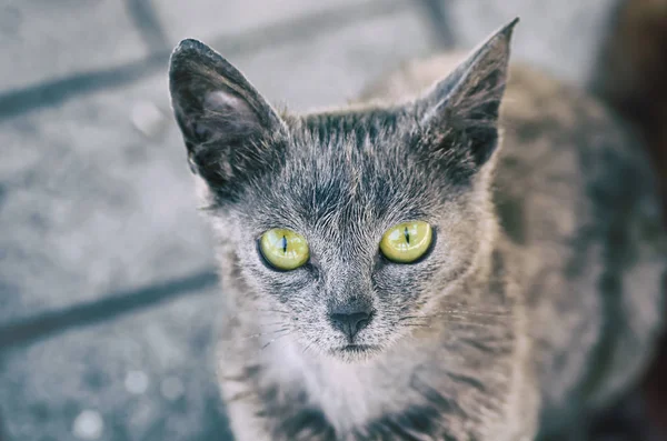 Portrait Alien Cat Yellow Eyes — Stock Photo, Image