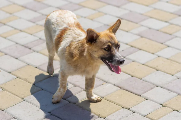 Buiten Portret Van Leuke Gemengde Ras Zwerfhond Wandelen Een Stoep — Stockfoto