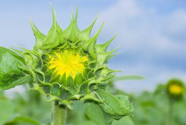 Mavi gökyüzüne karşı açılış ilk aşamada Closeup ayçiçeği resmi.
