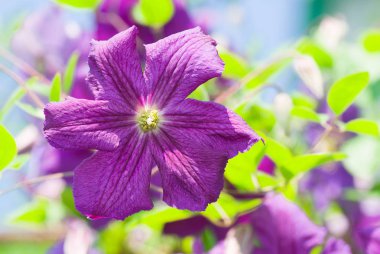Bir başlık rolü olarak clematis ile yaz bahçesi renk gözlük. 
