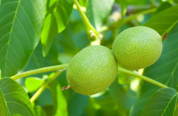 Nahaufnahme Von Unreifen Walnüssen Baum — Stockfoto