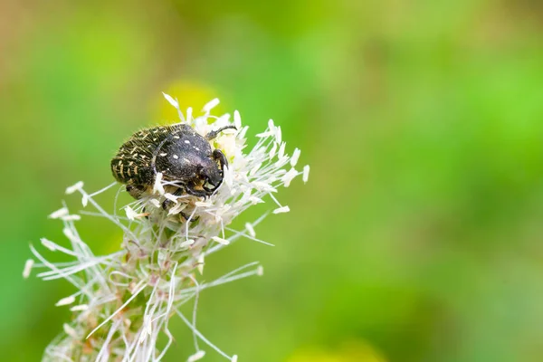 Black beetle sitting on his own flower