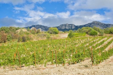 Dağlarda üzüm bağı, Kırım, Ukrayna.