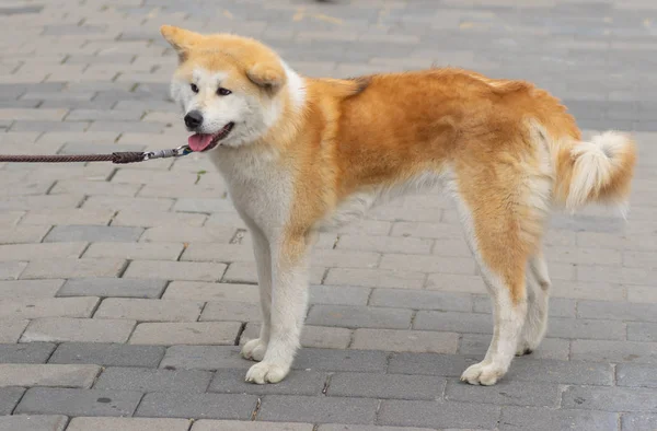 Brown White Akita Inu Dog Leash Street Ukraine — Stock Photo, Image