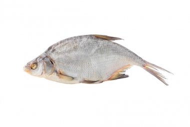 Beyaz bir arka plan üzerinde büyük kurutulmuş ortak çipura.