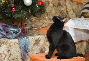 Genç siyah kedi bir taburede oturuyor ve bayram hediyesini bekliyor..