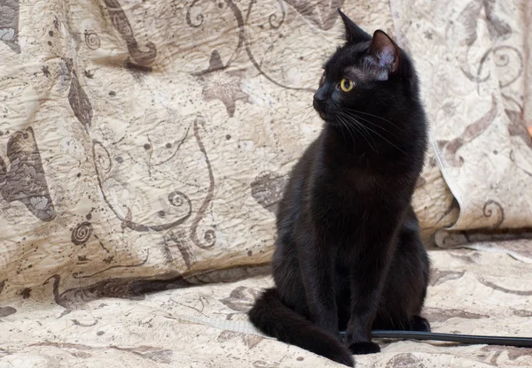 Чорний Молодий Кіт Сидить Дивані — стокове фото