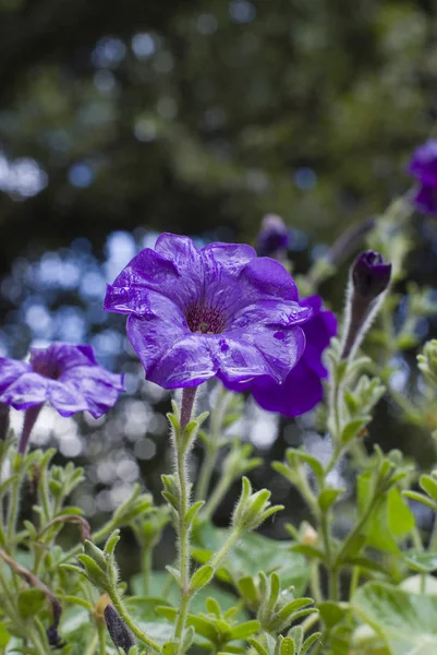 雨后的紫罗兰 — 图库照片