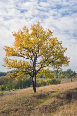 Lonely tree at fall season.