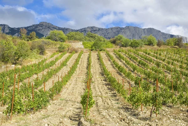 Viñedo Las Montañas Crimea Ucrania — Foto de Stock