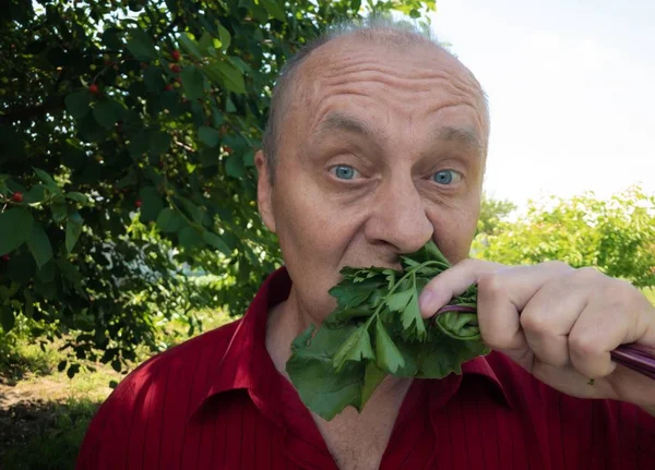 Retrato de vegano senior comiendo mangold y hojas de apio en el jardín de verano — Foto de Stock