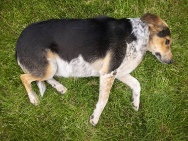Yeşil çim üzerinde yatan karma cins kadın köpek üst görünümü 
