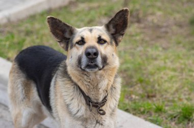 Sevimli koyun köpeği ciddi görünümlü güzel açık portre