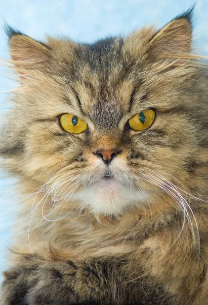 Жіноче Схрещене Сибірської Перської Кішки — стокове фото