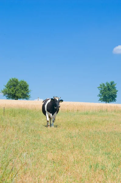 Vache Solitaire Dans Pâturage Été — Photo