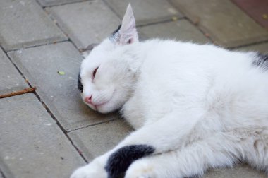 Kaldırımda yatarken kedi istirahat .