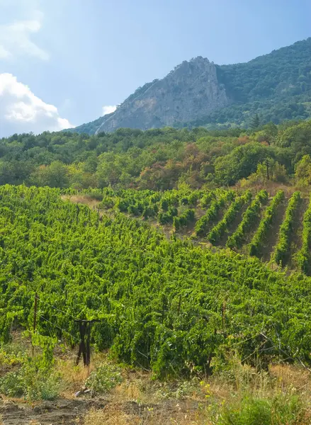 Winnica Góry Lato — Zdjęcie stockowe
