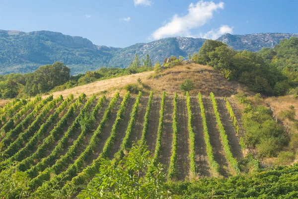 Góry Winnice Lato — Zdjęcie stockowe