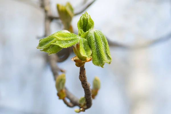 Une Branche Châtaignier Printemps — Photo