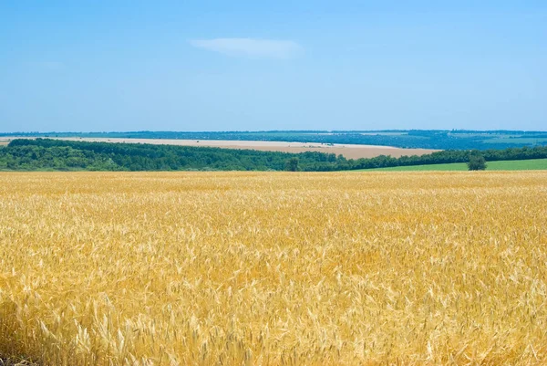 Weizenfeld Der Ukraine Zur Sommerzeit — Stockfoto
