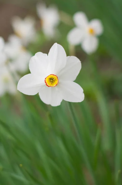 White Narcissus Flower Spring Season — 스톡 사진