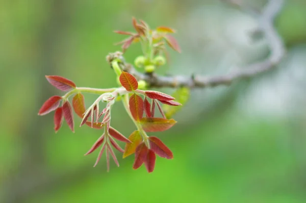 Branche Noyer Gros Plan Printemps — Photo