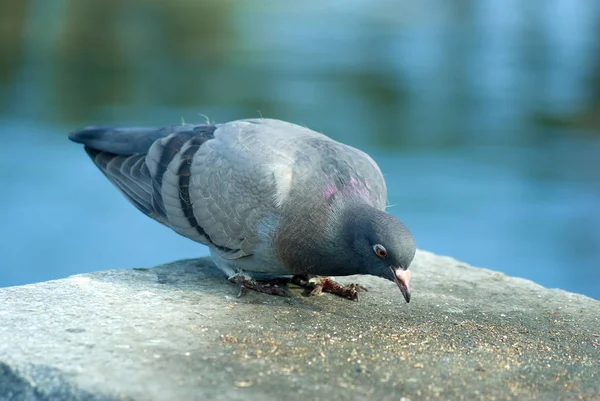 Bir Dolgu Üzerinde Mısır Yiyen Bir Güvercin — Stok fotoğraf
