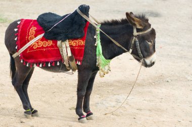 Turistleri bekleyen bir eşek