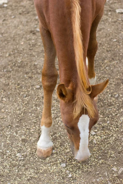 Cavalo Jovem Comendo Semente — Fotografia de Stock