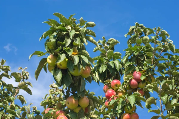 Δέντρο Μήλου Ώριμα Φρούτα Κοντινό Πλάνο — Φωτογραφία Αρχείου