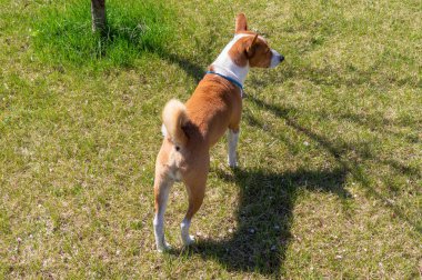 Basenji köpek bahar bahçesinde bir çim üzerinde duran ve etrafa bakıyor