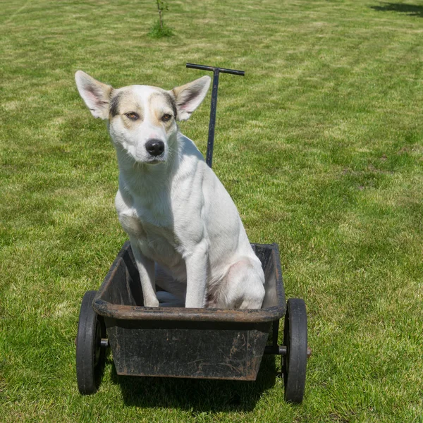 Serious and cautious young mixed breed white dog waiting master would drive this cool canine taxi - wheel barrow