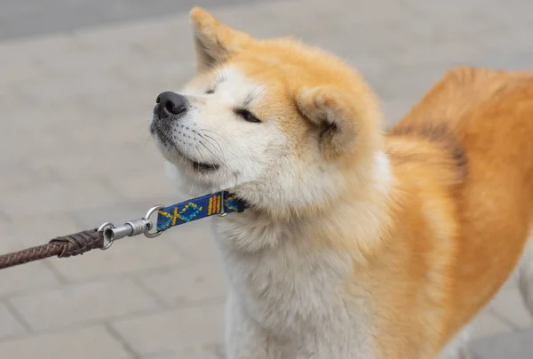 Portrait Young Cute Akita Inu Dog Draw Leash Pet Doesn — Stock Photo, Image